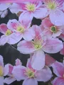 Produktbild: Clematis montana Giant Star - Berg-Waldrebe Giant Star - 60-100cm