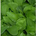 Produktbild: Funkie - Hosta elata