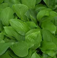 Produktbild: Funkie - Hosta elata