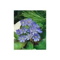 Produktbild: Hepatica nobilis, Leberblümchen, ca. 9x9 cm Topf, blau blühend