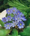 Produktbild: Pflanzen für Dich Staude Hepatica nobilis, 1 St., Leberblümchen, Blaues Leberblümchen