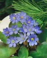 Produktbild: Hepatica nobilis, Leberblümchen, ca. 9x9 cm Topf, blau blühend