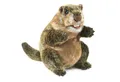 Produktbild: Folkmanis Handpuppen Handpuppe Folkmanis Handpuppe Murmeltier 3169 (Packung)