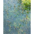Produktbild: Myriophyllum Spicatum Tausendblatt Ca. 9x9 cm Topf