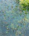 Produktbild: Pflanzen für Dich Staude Myriophyllum spicatum, 1 St., Ähriges Tausendblatt, Tausendblatt