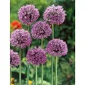 Produktbild: Allium Christophii Sternkugel-Lauch Ca. 11x11 cm Topf