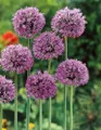 Produktbild: Pflanzen für Dich Staude Allium christophii, 1 St., Sternkugel-Lauch, Stern-Lauch, Persischer Sternlauch