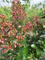 Produktbild: Lagerstroemia indica Berry Dazzle - Hochstamm - Chinesische Kräuselmyrte - Indianerflieder