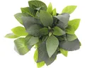 Produktbild: Kurzstängeliger Wasserfreund - Hygrophila corymbosa Kompakt