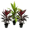 Produktbild: Exotenherz 3er Set Cordyline Fruticosa Keulenlilie 12cm Topf