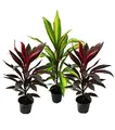 Produktbild: 3er Set Cordyline fruticosa, Keulenlilie 12cm Topf