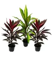 Produktbild: Exotenherz Zimmerpflanze 3er Set Cordyline fruticosa, Keulenlilie 12cm Topf