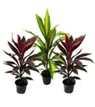 Produktbild: Exotenherz - 3er Set Cordyline fruticosa, Keulenlilie 12cm Topf