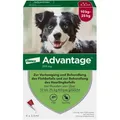 Produktbild: Advantage 250 Hund 4 St