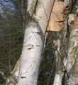 Produktbild: Weißrindige Himalaja-Birke 100-125cm - Betula utilis