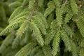 Produktbild: Picea orientalis 'Aurea', Orientalische Fichte, goldgelb, 40–50 cm