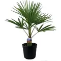 Produktbild: BALDUR Garten 1x Winterharte Kübel-Palme, Pflanze im 19 cm-Topf, Trachycarpus fortunei, Fächerpalme, sehr robust & pflegeleicht, mehrjährig, imm...