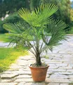Produktbild: BALDUR Garten Zierstrauch Winterharte Kübel-Palme im 19 cm Topf, 1 St., Hanfpalme, immergrün, winterhart, pflegeleicht
