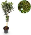 Produktbild: GreenboutiQ - Gartenpflanze - Olea Europaea - Stamm-Pflanze - Terrassenpflanze - Immergrün - Wenig Pflege - Topf 19cm Höhe 90cm