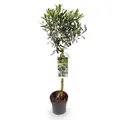 Produktbild: GreenboutiQ - Gartenpflanze - Olea Europaea - Stamm-Pflanze - Terrassenpflanze - Immergrün - Wenig Pflege - Topf 19cm Höhe 90cm