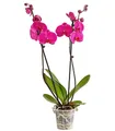 Produktbild: Dehner Zimmerpflanze Schmetterlingsorchidee, Phalaenopsis cultivars, 30 - 40 cm, zweitriebig, pflegeleicht