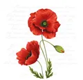 Produktbild: Ambiente® Papierserviette Leuchtender Klatschmohn, (20 St), 33 cm x 33 cm
