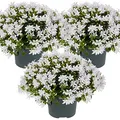 Produktbild: Bloomique - 3er-Set - Campanula Ambella White - Glockenblume - Bodendecker - Gartenpflanzen - Winterhart - Tierfreundlich - Höhe 10-20 cm - Topf 10,5 cm
