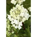 Produktbild: Hydrangea Paniculata Rispenhortensie Vanille-Fraise R 60-100 cm