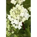 Produktbild: Pflanzen-für-dich.de - Hydrangea Paniculata 'vanille-fraise' -r- C 60- 100