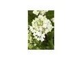 Produktbild: Hydrangea paniculata 'Vanille-Fraise', Rispenhortensie, zweifarbig, 60–100 cm