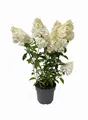 Produktbild: Hydrangea paniculata 'Vanille-Fraise', Rispenhortensie, zweifarbig, 60–100 cm