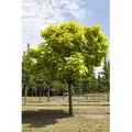 Produktbild: Pflanzen für Dich Gehölze Catalpa bignonioides, 1 St., Trompetenbaum, Gewöhnlicher Trompetenbaum, Bohnenbaum weiß