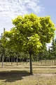 Produktbild: Catalpa bignonioides 150-200 cm - Trompetenbaum, große herzförmige Blätter, weiße Blüten, Blütezeit Juni-Juli, ideal als Schattenspender, pflegeleicht