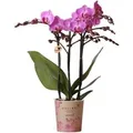 Produktbild: Kolibri Orchids Lila/Rosa Phalaenopsis Orchidee Mineral Vienna Topfgröße 9cm