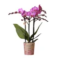 Produktbild: Kolibri Orchids | Lila/rosa Phalaenopsis Orchidee - Mineral Vienna - Topfgröße Ø9cm | blühende Zimmerpflanze - frisch vom Züchter