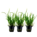 Produktbild: Aquarium Pflanze 3 Stück Microsorum pteropus 'Trident' AquaOne Nr.308G Set