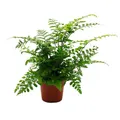 Produktbild: Exotenherz Asplenium dimorphum Parvati besondere Farn-Sorten fürs Zimmer Streifenfarn 12cm Topf ca. 25cm hoch