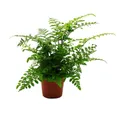 Produktbild: Exotenherz Zimmerpflanze Asplenium Farn-Sorten fürs Zimmer Nestfarn 12cm Topf ca. 25cm hoch