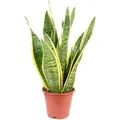 Produktbild: Value Greens Sansevieria Trifasciata 'Laurentii'  Robuster Bogenhanf  Luftreiniger  30 cm Hoch  Topf-Ø 12 cm