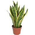 Produktbild: Flowerbox Zimmerpflanze Bogenhanf - Sansevieria trifasciata, pflegeleicht - Höhe ca. 35 cm, Topf-Ø 12 cm