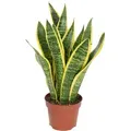 Produktbild: Bogenhanf - pflegeleichte Zimmerpflanze, Sansevieria trifasciata Laurentii - Höhe ca. 35 cm, Topf-Ø 12 cm