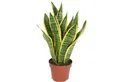 Produktbild: Flowerbox Zimmerpflanze Bogenhanf - Sansevieria trifasciata, pflegeleicht - Höhe ca. 35 cm, Topf-Ø 12 cm