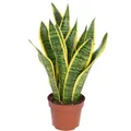 Produktbild: Bogenhanf - Sansevieria trifasciata Laurentii - Höhe ca. 35 cm, Topf-Ø 12 cm