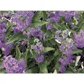 Produktbild: Caryopteris Clandonensis Bartblume Dark Knight 40-60 cm