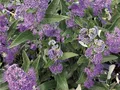 Produktbild: Caryopteris clandonensis 'Dark Knight' 40–60 cm – Winterhart, Mehrjährig, Pflegeleicht – Bartblume – Zierstrauch für Beet & Kübel