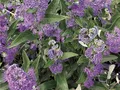 Produktbild: Pflanzen für Dich Gehölze Caryopteris clandon. Dark Knight, 1 St., Bartblume, Blauer Spierstrauch