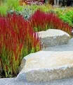 Produktbild: BALDUR Garten 3x Ziergras 'Red Baron', Pflanzen im 9x9 cm-Topf, Japanisches Blutgras, Flammengras, Imperata cylindrica, Garten-Ziergräser, winterharte Staude, mehrjährig, Pennisetum orientale