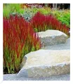 Produktbild: Ziergras 'Red Baron' Japanisches Blutgras Flammengras, 3 Pflanzen