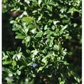 Produktbild: Hochstamm Japanische Stechpalme Ilex Glori Gem 40-60cm - ilex crenata
