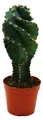 Produktbild: Cereus jamacaru 
